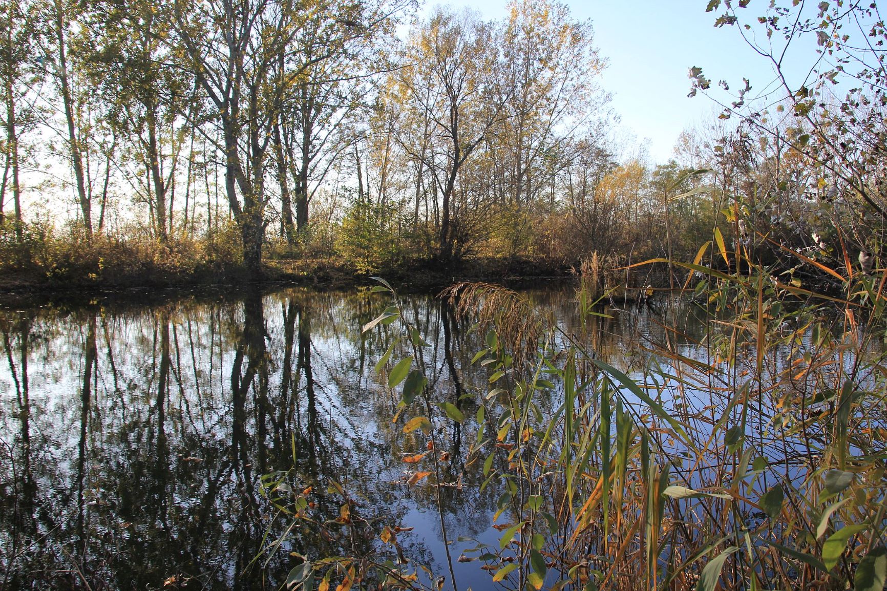 Teichrevitalisierung Fischawiesen Naturschutzbund Niederösterreich